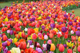 We package our tulips with a minimum of 25 bulbs per package, as they are best planted in large sweeps of color. Eternal Spring Tulip Mix Unique Mix By Dutchgrown