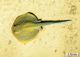 Can even penetrate armor with large hit angles. Qatar E Nature Ribbontail Stingray