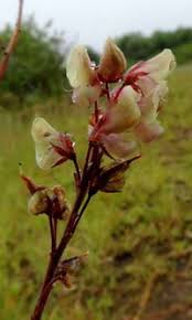 Image result for Grona ramosissima