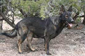 Check spelling or type a new query. Pin On German Shepherd Dog Colors