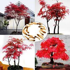 Maybe you would like to learn more about one of these? Japanese Red Maple Seeds Acer Palmatum Cena 1 95