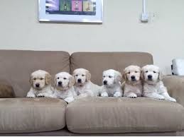 Labrador retriever puppies for saleselect a breed. Golden Retriever Puppies For Sale Animal Planet Uae 050 8063522 Dubai Classifieds