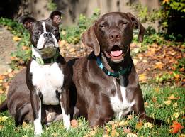 Siblings Boston Terrier And Chocolate Lab German Short Hair Pointer Boston Terrier German Shorthair Terrier