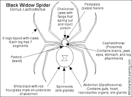 This supposed propensity is what gave the black widow spider, latrodectus mactans, its name. Black Widow Spider Enchantedlearning Com