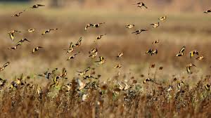 Alle vögel des jahres im überblick von 1970 bis 2020. Vogel Des Jahres 2021 So Kurios Lauft Der Kampf Um Den Titel Stern De