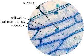 Guard cells have chloroplasts but epidermal cells do not. Epidermal Onion Cells Under A Microscope Plant Cells Appear Polygonal From The Cell Diagram Plant Cell Diagram Plant Cell