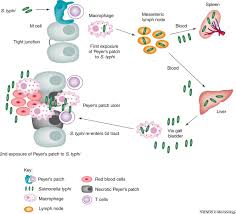 The Molecular Mechanisms Of Severe Typhoid Fever Sciencedirect