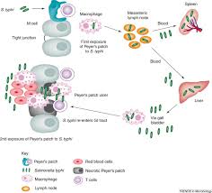 the molecular mechanisms of severe typhoid fever sciencedirect