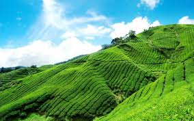 To the north, its boundary touches that of kelantan; Good Morning Cameron Highland 5997x4000 Wallpaper Teahub Io
