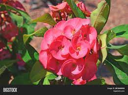 Cactus houseplants elicit many feelings from fear to fascination. Red Flowers Giant Image Photo Free Trial Bigstock