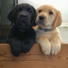 66 likes · 66 talking about this. Adorable Lab Puppies At Warrior Canine Connection In Md Cute Labrador Puppies Lab Puppies Labrador Retriever Puppies