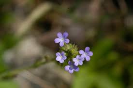 Image result for Buchnera hispida