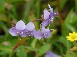 Image result for Murdannia simplex