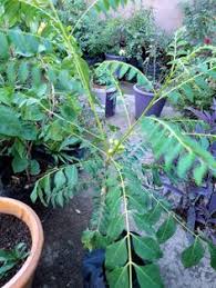 I give my curry leaf plants, the water from washing the rice. 140 Best Curry Leaf Plant Ideas In 2021 Curry Leaf Plant Curry Leaves Curry