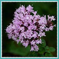 Rare Hierloom 60 Mongolian Thyme Seeds Annual Herb And Pleasant Smelling D025 Tree Seeds Aromatic Plant Herb Seeds
