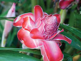 Planting in groups of odd numbers (three, five, seven and nine) is a common trick employed by garden designers placing plants with contrasting foliage next to each other will create drama and interest. Tropical Plants At The Hawaii Tropical Botanical Garden Hgtv