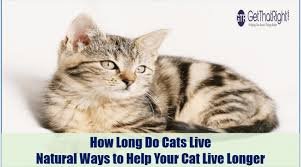 Just like people, cats are all individuals. How Long Do Cats Live How To Help Your Cat Live Longer Get That Right