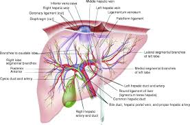 In the midclavicular line, the normal liver measures 10.5 ± 1.5 cm in longitudinal diameter and 8.1 ± 1.9 cm in the anteroposterior projection, with 12.6 cm and 11.3 cm being the 95th percentile. Physiology And Anatomy Of The Liver Springerlink