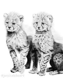 Cheetah in just 9 easy steps! Gallery Cheetah Drawing Graphite Drawings Baby Animal Drawings