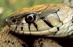 pin by damonta bradley on animal mesh up inspiration snake cute snake reptile eye