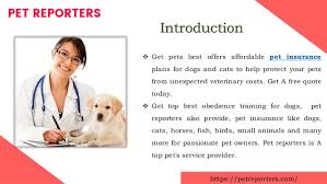 We pulled insurance quotes for a sample dog and sample cat across several companies for a standard pet insurance policy. Best Pet Insurance For Dogs Pet Coffee Mugs And Pet T Shirts