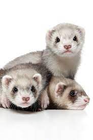 120 Ferrets Ideas In 2021 Cute Ferrets Pet Ferret Ferret