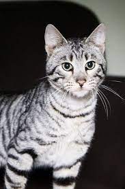We did not find results for: White Toyger Kitten Novocom Top