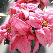 Image result for Euphorbia pulcherrima