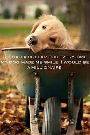 Green roads cbd for pets is tested by an independent laboratory for quality. Blessed And Rich In Unconditional Love Dog Quotes Dogs I Love Dogs