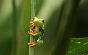 Illustration of wallpaper cute frog on pink background stock illustration. Cute Frog Wallpapers For Iphone Desktop Background