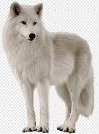 Bilimsel adı 'canis lupus arctos' olan kutup kurtları, kanada'nın kuzeyi ile grönland'ta yaşarlar. Beyaz Kurt Kopek Arctic Kurt Alaska Tundra Kurt Siyah Kurt Kurt Hayvanlar Kopek Gibi Memeli Kurt Png Pngwing