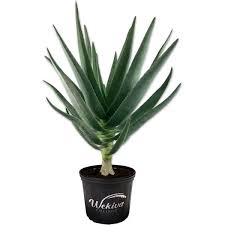 Image result for Aloe bukobana