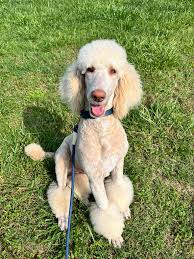 Can a cream poodle come from a white mom and blue dad?
