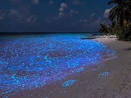 Lying just off the northern coastline of mexico's yucatan peninsula, isla holbox is an island paradise that you need to visit! Holbox Beach At Night Maldives Sea Of Stars Breathtaking Places