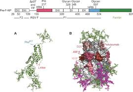 Jun 20, 2021 · član olimpijskog tima ugande prvi je sportista koji je na testiranju po dolasku u japan, na tokijskom aerodromu narita, bio pozitivan na korona virus. A Respiratory Syncytial Virus Rsv F Protein Nanoparticle Vaccine Focuses Antibody Responses To A Conserved Neutralization Domain Science Immunology