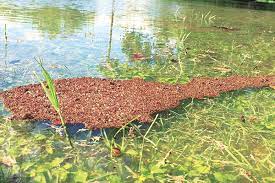 Pests invading your home can take away peace of mind and cause extensive damage to your house. Top Stinging Insect Instagram Photos