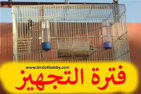 متى نضع الاعشاش للطائر الحسون من اجل بدا موسم الإنتاج