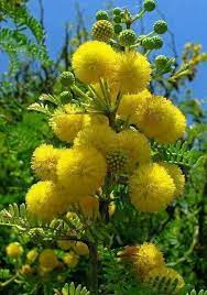 Pin Di Jose Ramon Lema Pose Su Flowers And Plants Fiori Insoliti Coltivare I Fiori Fiori Esotici