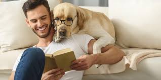 We have sectionals, sofa beds and sofas in various styles and designs to fit your needs. Darf Der Hund Aufs Sofa Hunde Kausnacks Magazin