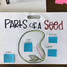 Parts Of A Seed Classroom Activities Priceless Ponderings