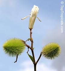 Image result for Clappertonia ficifolia