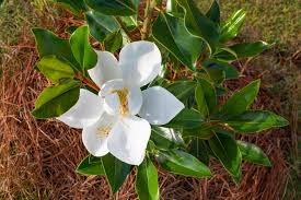 Even if size isn't an issue, plant a single species. Magnolia Grandiflora Little Gem Southern Magnolia
