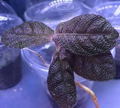 Image result for Acanthaceae