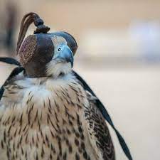 weekends at alain oasis presents a live falconry hawks demonstration on apr 7 8 from 4 6pm see you there استمتعوا في عطلة نهاية الأ animals parrot bird