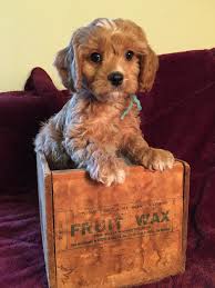 Beautiful cavapoo and cavachon puppies for sale. Pin On Cavapoos Cavaliers Aussiedoodles Aussaliers