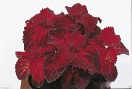 Image result for Coleus sylvestris