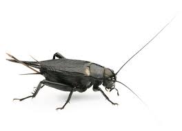 Black Field Cricket Control Of Black Field Cricket