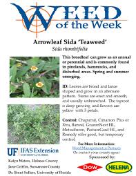 Image result for Sida rhombifolia