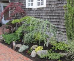 Japanese Maples And A Weeping Blue Atlas Cedar In It As Well As A Small Landscape Trees Dwarf Trees For Landscaping Landscaping Trees