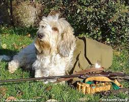 Image result for malý vendéeský hrubosrstý honič